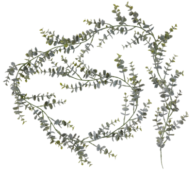 Long vines and leaves twist around each other beautifully cut out isolated transparent background