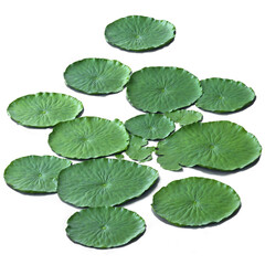 Green lily pad surface 3d art illustration transparent background isolated png stock