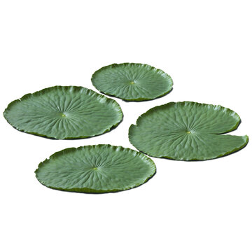 Green lily pad surface 3d art illustration transparent background isolated png stock
