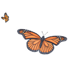 Fototapeta premium Orange monarch butterfly 3d art illustration transparent background isolated png stock