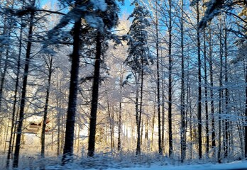 Snowy forest in winter sunlight