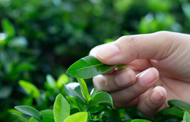 The life energy is reused, and the exquisite and bright green leaves highlight the natural texture and details. This photo gives a feeling of calmness and connection with the natural world. .