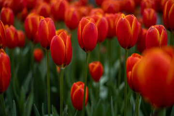 Obraz premium field of red tulips