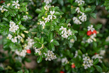 White flower of Andaman satinwood, Chanese box tree, Cosmetic bark tree, Orange jasmine, Orange jessamine, Satin wood (Murraya paniculata Jack)