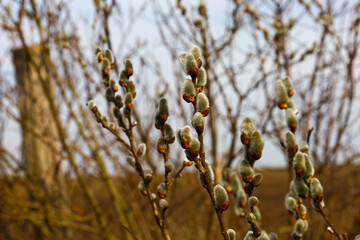 Close-up of willow branches with fluffy gray catkins blossoming in early spring. Other branches and...