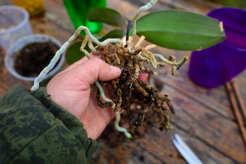 Close-up of a hand holding a Phalaenopsis orchid with exposed roots over a wooden surface. Green...
