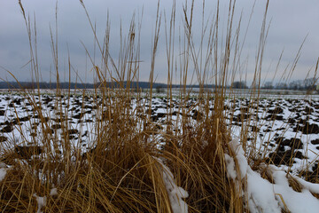 Winter landscape with a clump of dry grass in the foreground, partially covered with snow.