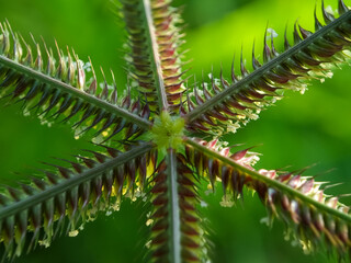 Double row of sessile florets, on a spikelet of Egyptian crowfoot grass (Dactyloctenium aegyptium) on a garden. Macro