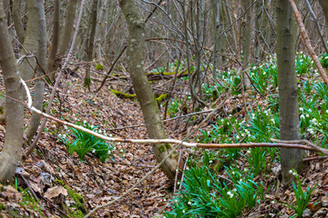 Spring forest covered with the first spring snowflake flowers blooming among fallen brown leaves. Thin tree trunks stretch upwards.
