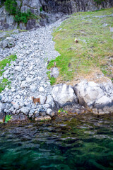 Mountain Goats Grazing Near Rocky Cliffs at Coastline of Lysefjord Fjord, Stavanger, Norway, June 2018