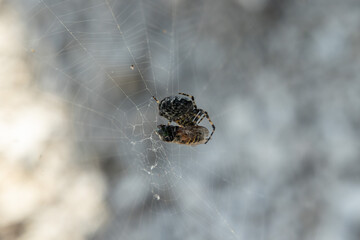 vista macro di un ragno crociato sulla sua tela mentre si nutre di una preda catturata, con sfondo sfuocato di colore grigio