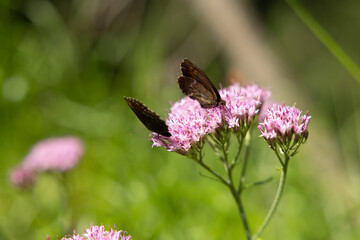 vista macro di una coppia di farfalle marrone scuro su un fiore rosa, di giorno, in estate, con sfondo sfuocato e verde