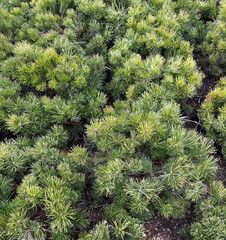 Lush green pine shrub foliage densely in natural setting presents a vibrant and textured display of nature, landscape , gardening and greenery