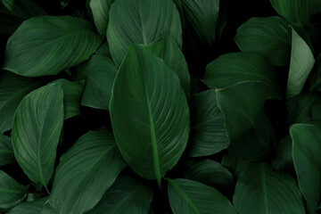 abstract green leaf texture, nature background, tropical leaf (Photo)