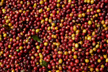 Fresh red coffee beans waiting for the production process to be dried and roasted.