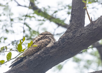 Indian nightjar (Caprimulgus asiaticus) bird perching on tree branch.
