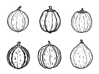 Jicama line art fresh vegetable sketch healthy food illustration black 