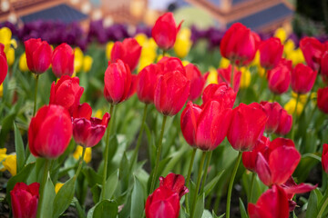Fototapeta premium field of tulips