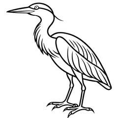 black swan vector illustration