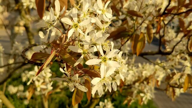 Beautiful botanical shot, natural wallpaper. Amelanchier lamarckii deciduous flowering shrub	
