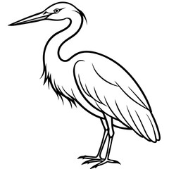 black swan vector illustration