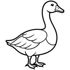 black swan vector illustration
