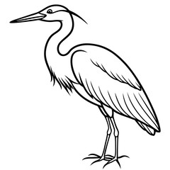 black swan vector illustration