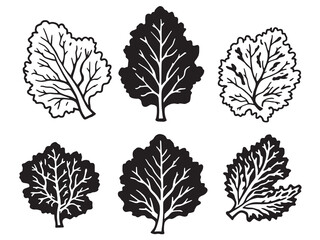 Kale line art organic vegetable sketch detailed hand drawn illustration 