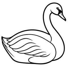 black swan vector illustration