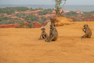 Pawian masajski, znany jak pawian zielony (papio cynocephalus) na wzgórzach kanionu Marafa (Hell's Kitchen), Kenia, Afryka