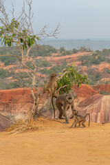 Pawian masajski, znany jak pawian zielony (papio cynocephalus) na wzgórzach kanionu Marafa (Hell's Kitchen), Kenia, Afryka