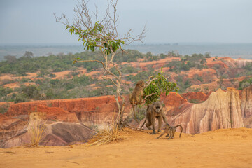 Pawian masajski, znany jak pawian zielony (papio cynocephalus) na wzgórzach kanionu Marafa (Hell's Kitchen), Kenia, Afryka
