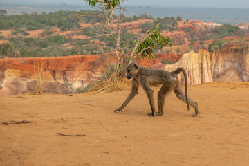 Pawian masajski, znany jak pawian zielony (papio cynocephalus) na wzgórzach kanionu Marafa (Hell's Kitchen), Kenia, Afryka