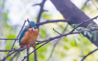 Common Kingfisher (Alcedo atthis) bird perched on tree branch near water body.