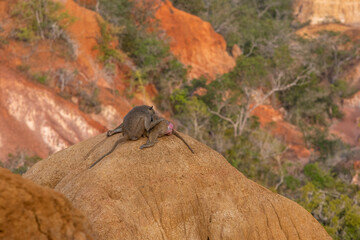 Pawian masajski, znany jak pawian zielony (papio cynocephalus) na wzgórzach kanionu Marafa (Hell's Kitchen), Kenia, Afryka