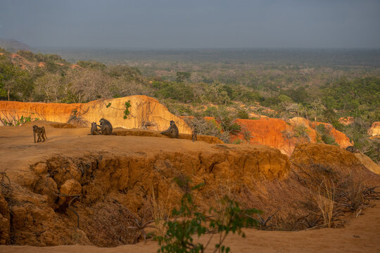 Pawian masajski, znany jak pawian zielony (papio cynocephalus) na wzg&oacute;rzach kanionu Marafa (Hell's Kitchen), Kenia, Afryka