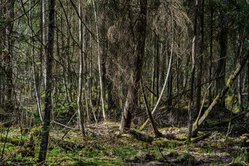 A dense forest interior with numerous slender trees, moss-covered ground, and dappled sunlight. Wild and natural environment.