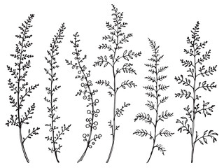 Amaranth line art nature inspired design minimalist artistic botanical drawing 