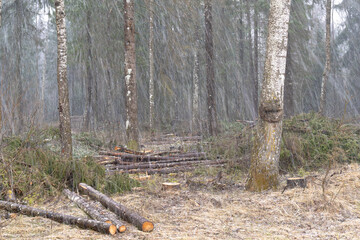 snowfall in the forest clearing