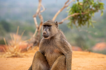 Pawian masajski, znany jak pawian zielony (papio cynocephalus) na wzgórzach kanionu Marafa (Hell's Kitchen), Kenia, Afryka