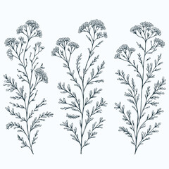 plant, illustration, flora, flower, design, stem, spr
ing, bloom, decoration, drawing, floral, blossom, sketch, background, graphic, drawn, nature, bloom, branch, floral, background, art, illustration