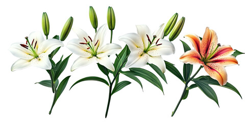 Elegant Blooming Lilies on transparent background
