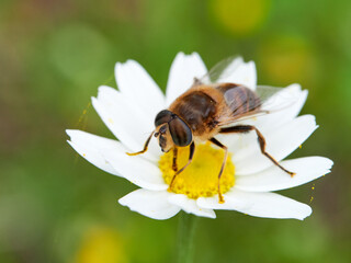 Eristalis similis. Glass-winged Dronefly
