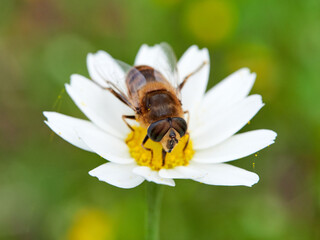 Eristalis similis. Glass-winged Dronefly