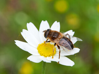 Eristalis similis. Glass-winged Dronefly