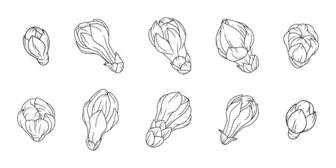 Apricot buds set in a graceful thin line. Sketch of cherry blossoms hand drawn. Outline of Japanese sakura flowers, black color. Vector illustration