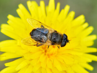 Eristalis similis. Glass-winged Dronefly