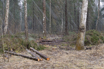 It starts snowing in the forest clearing