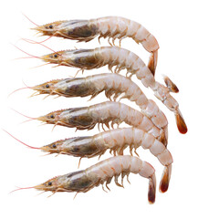 Raw Shrimp Parallel on transparent background