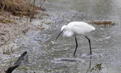 Intermediate egret (Ardea intermedia) bird hunting for fish in water body in foggy winter morning.